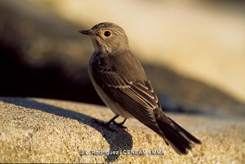 Muscicapa striata (Pallas, 1764)