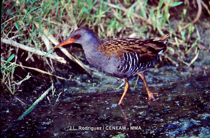 Rallus aquaticus Linnaeus, 1758