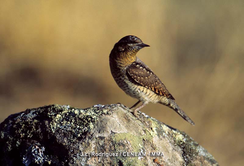 Jynx torquilla Linnaeus, 1758