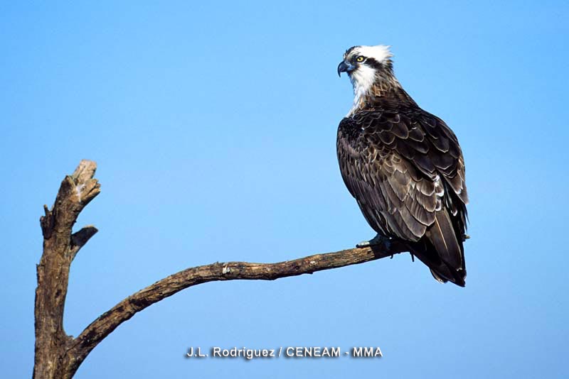 Pandion haliaetus (Linnaeus, 1758)