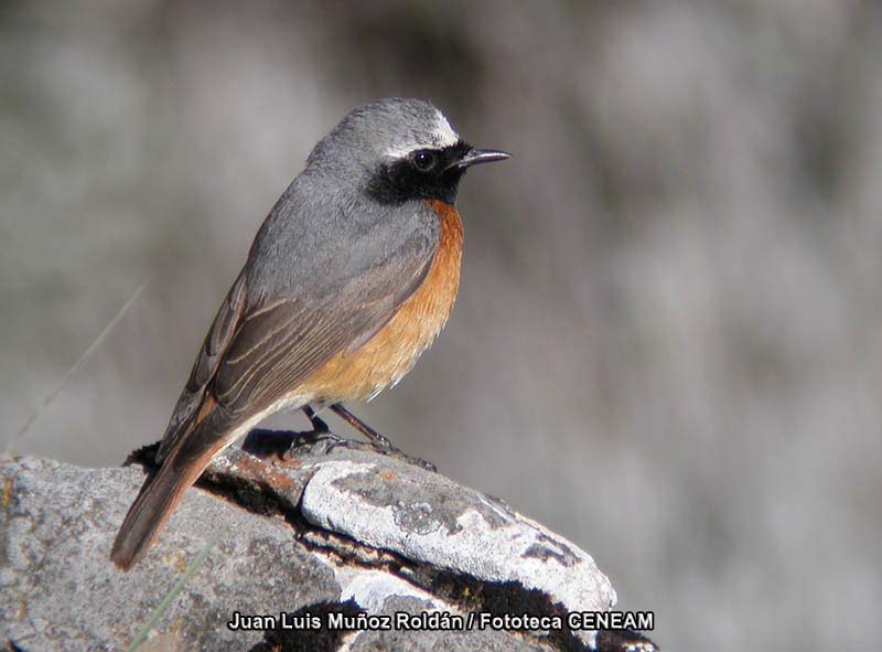 Phoenicurus phoenicurus (Linnaeus, 1758)