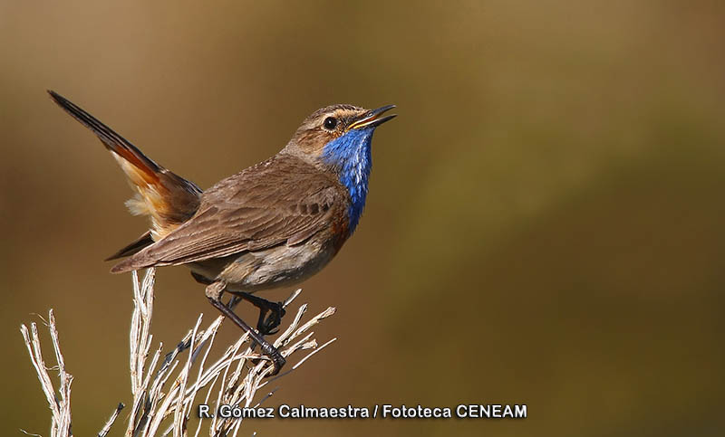 Luscinia svecica (Linnaeus, 1758)