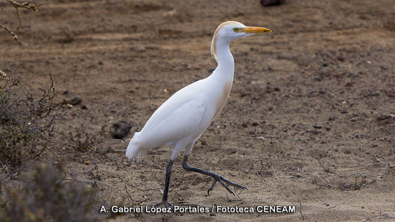 Bubulcus ibis (Linnaeus, 1758)