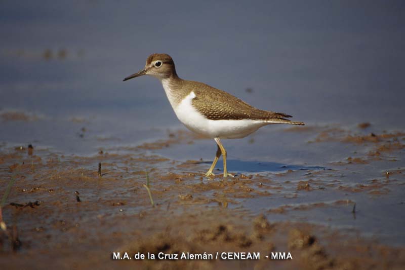 Actitis hypoleucos (Linnaeus, 1758)