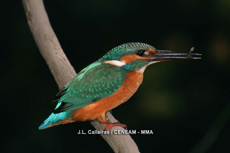 Alcedo atthis (Linnaeus, 1758)