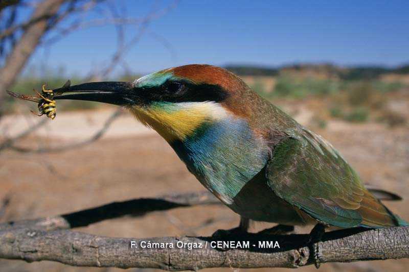 Merops apiaster Linnaeus, 1758