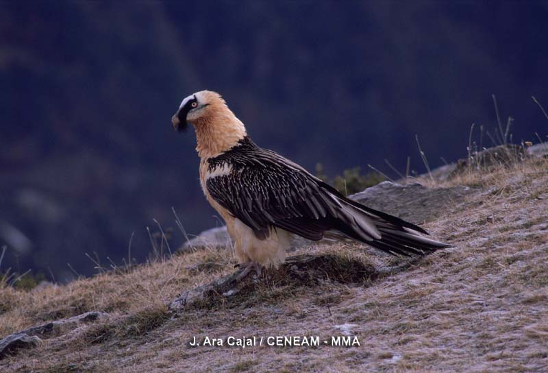 Gypaetus barbatus (Linnaeus, 1758)