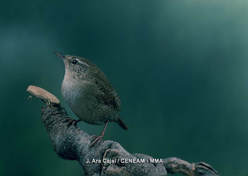 Troglodytes troglodytes (Linnaeus, 1758)