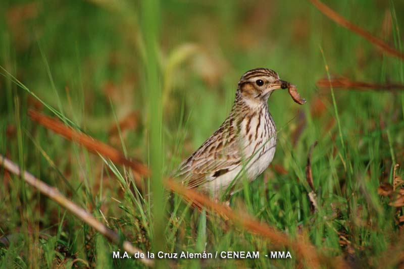 Lullula arborea (Linnaeus, 1758)