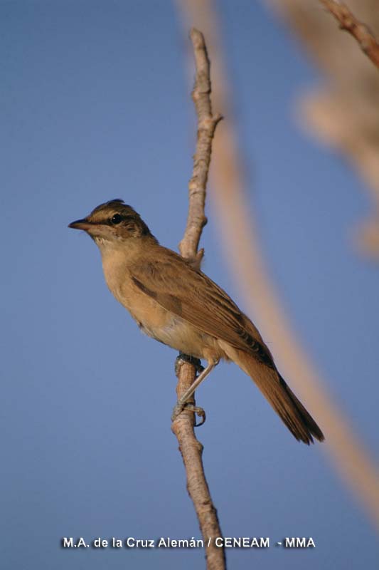 Acrocephalus arundinaceus (Linnaeus, 1758)