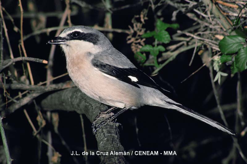 Lanius meridionalis Temminck, 1820