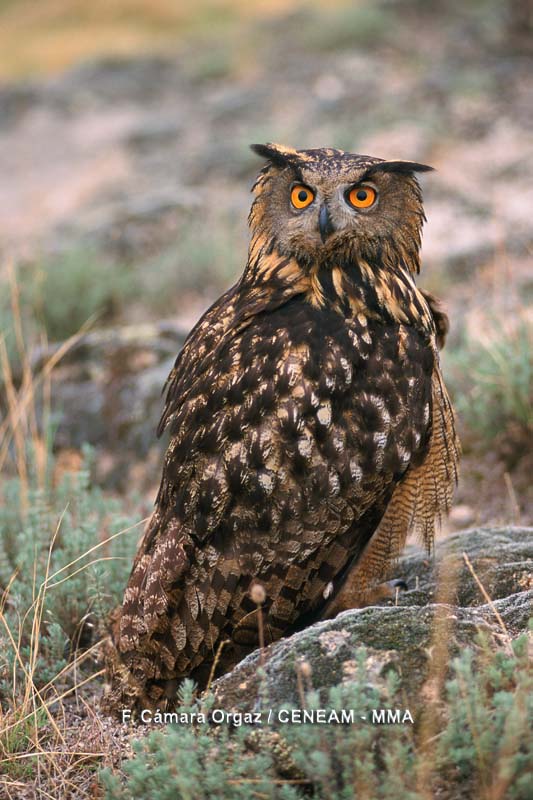 Bubo bubo (Linnaeus, 1758)