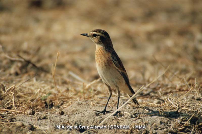 Saxicola rubetra (Linnaeus, 1758)