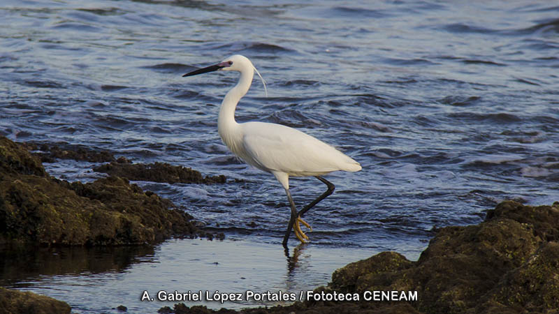 Egretta garzetta (Linnaeus, 1766)