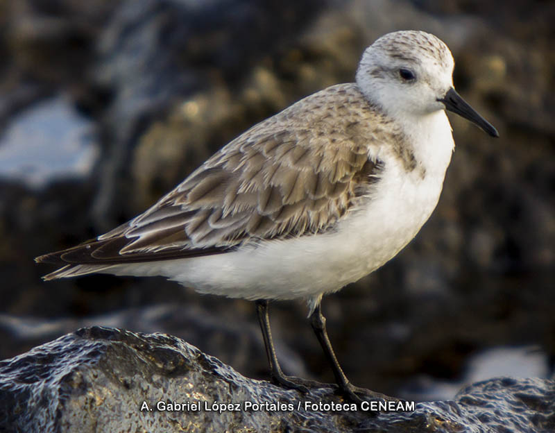 Calidris alba (Pallas, 1764)