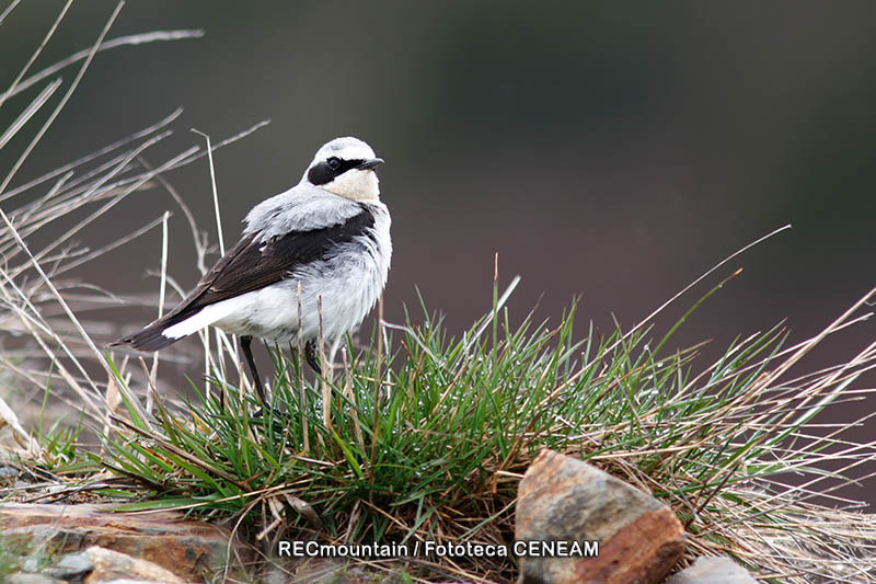 Oenanthe oenanthe (Linnaeus, 1758)