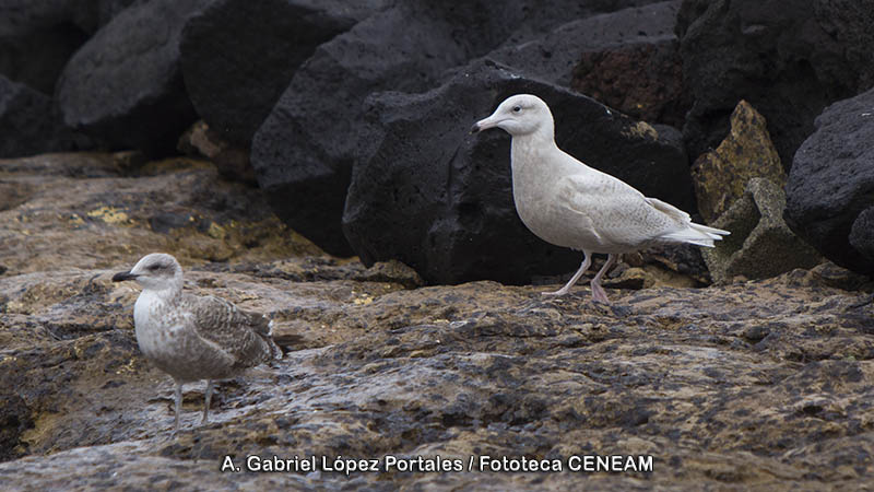 Larus hyperboreus Gunnerus, 1767