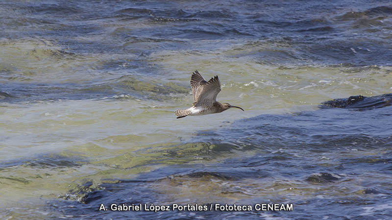 Numenius phaeopus (Linnaeus, 1758)