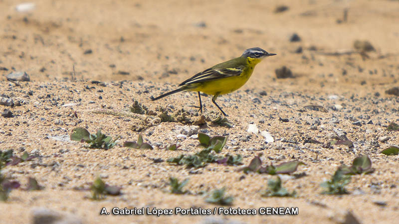 Motacilla flava Linnaeus, 1758