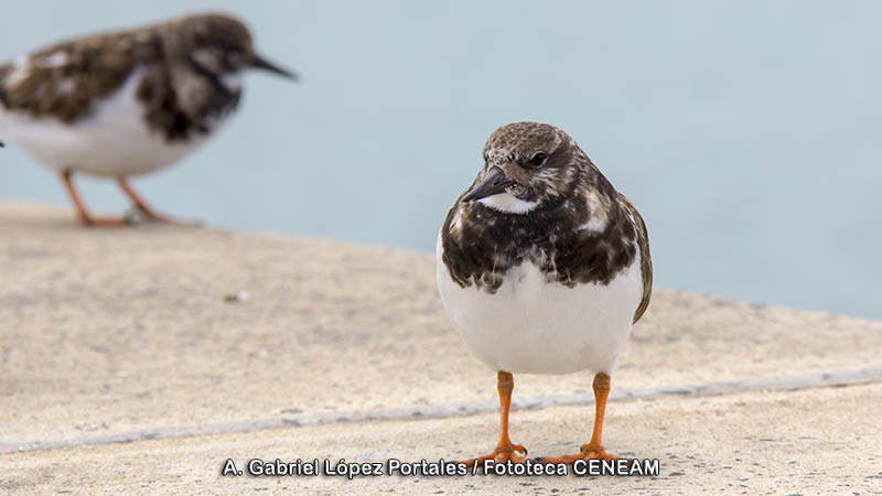 Arenaria interpres (Linnaeus, 1758)