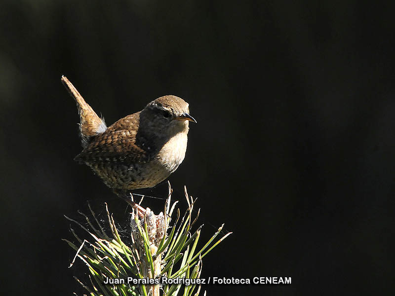 Troglodytes troglodytes (Linnaeus, 1758)