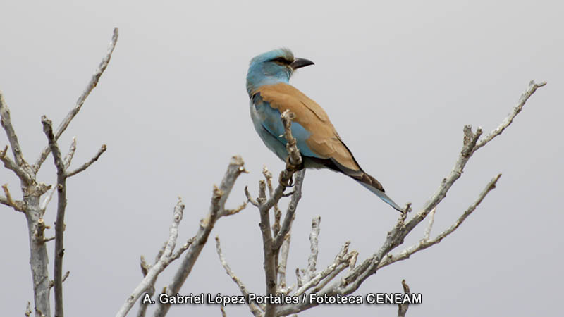 Coracias garrulus Linnaeus, 1758