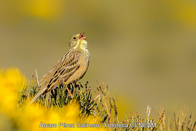 Emberiza hortulana Linnaeus, 1758