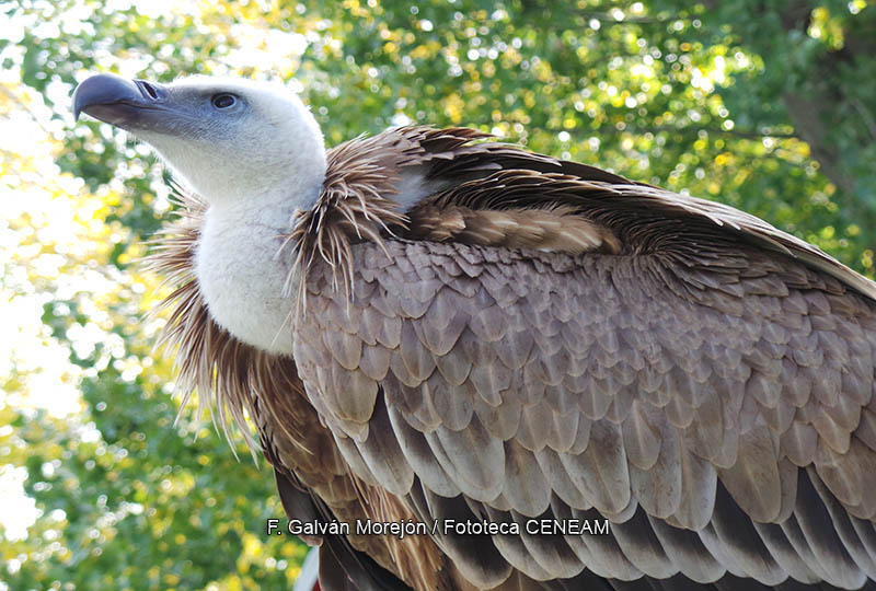 Gyps fulvus (Hablizl, 1783)