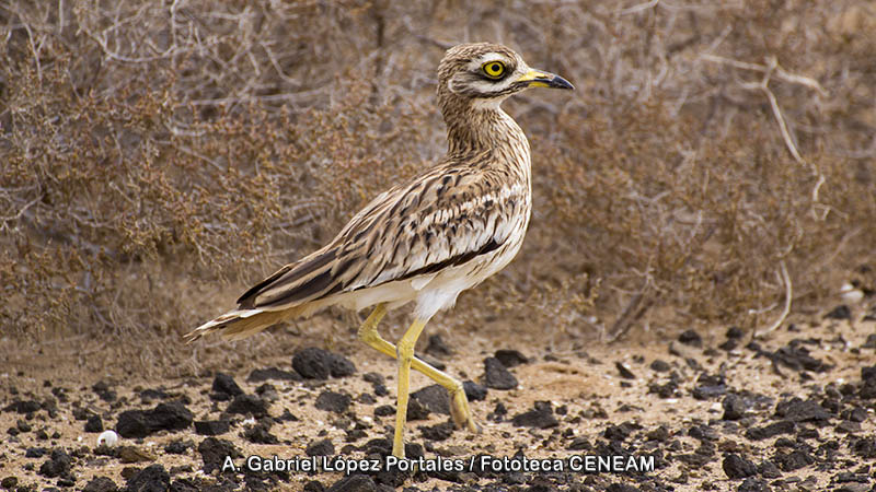 Burhinus oedicnemus (Linnaeus, 1758)