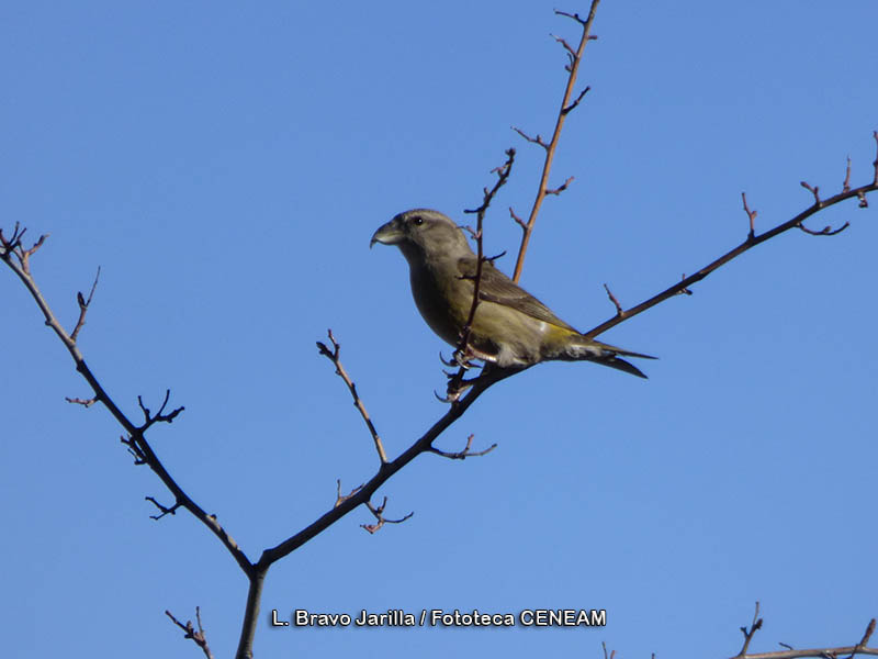 Loxia curvirostra Linnaeus, 1758