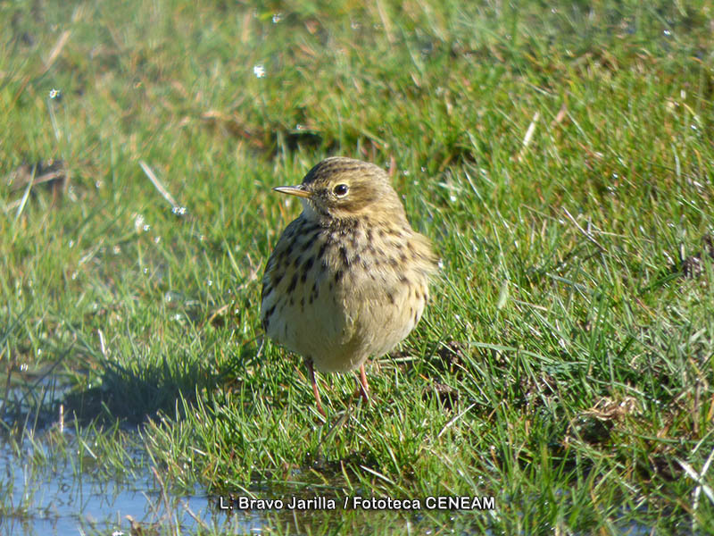 Anthus pratensis (Linnaeus, 1758)