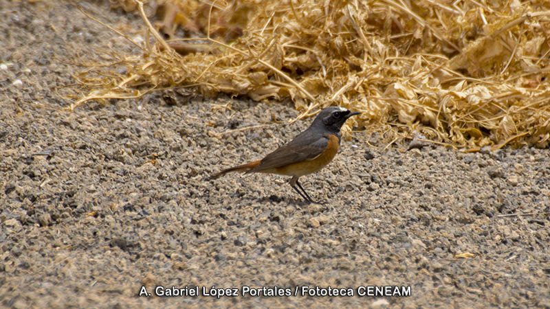 Phoenicurus phoenicurus (Linnaeus, 1758)