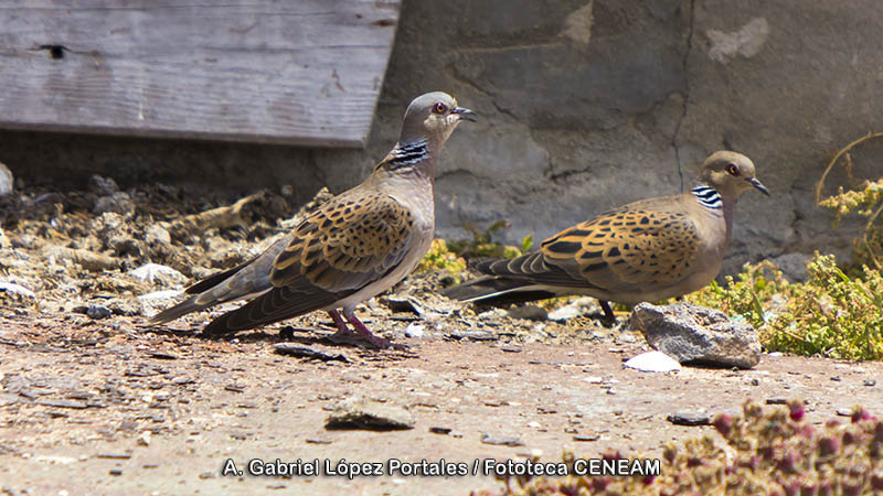 Streptopelia turtur (Linnaeus, 1758)