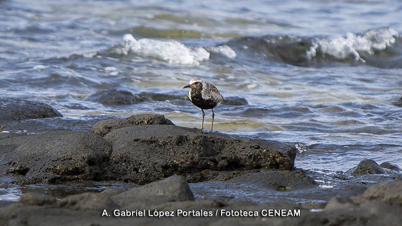 Pluvialis squatarola (Linnaeus, 1758)