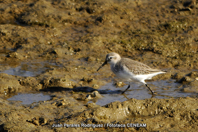 Calidris alpina (Linnaeus, 1758)