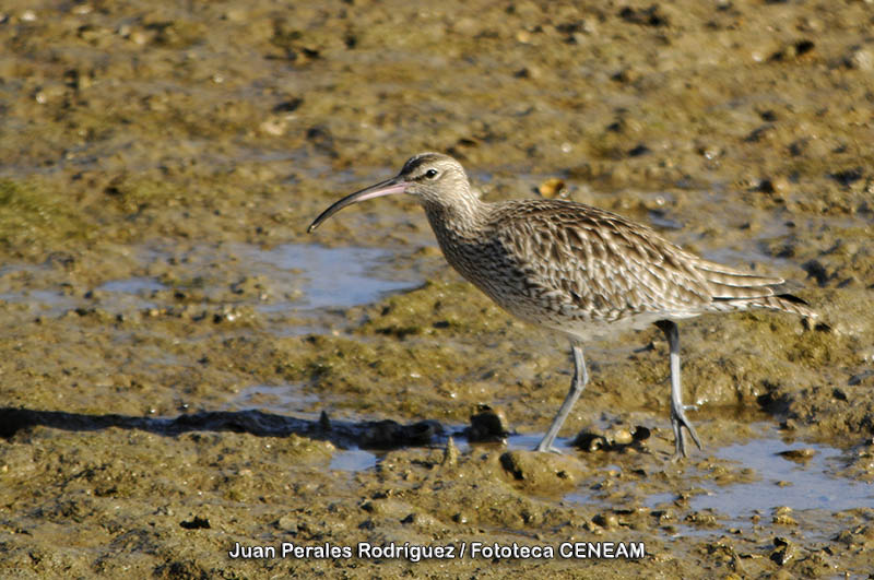 Numenius phaeopus (Linnaeus, 1758)