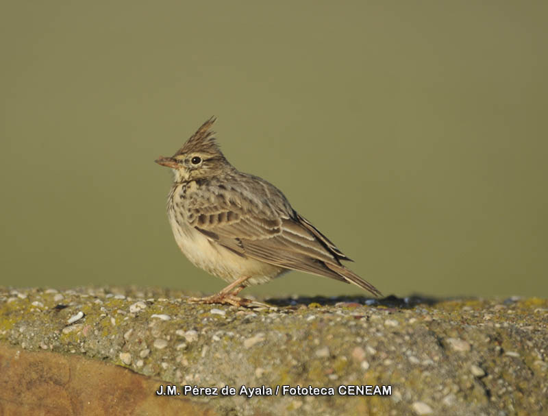 Galerida cristata (Linnaeus, 1758)