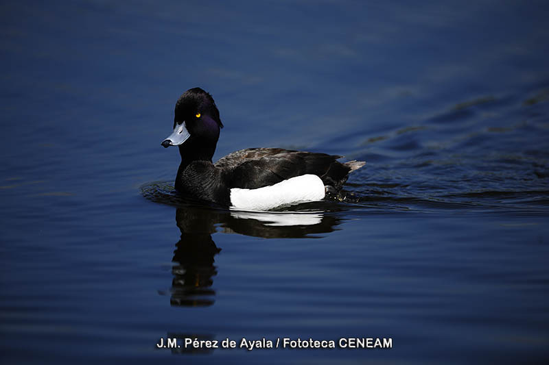 Aythya fuligula (Linnaeus, 1758)