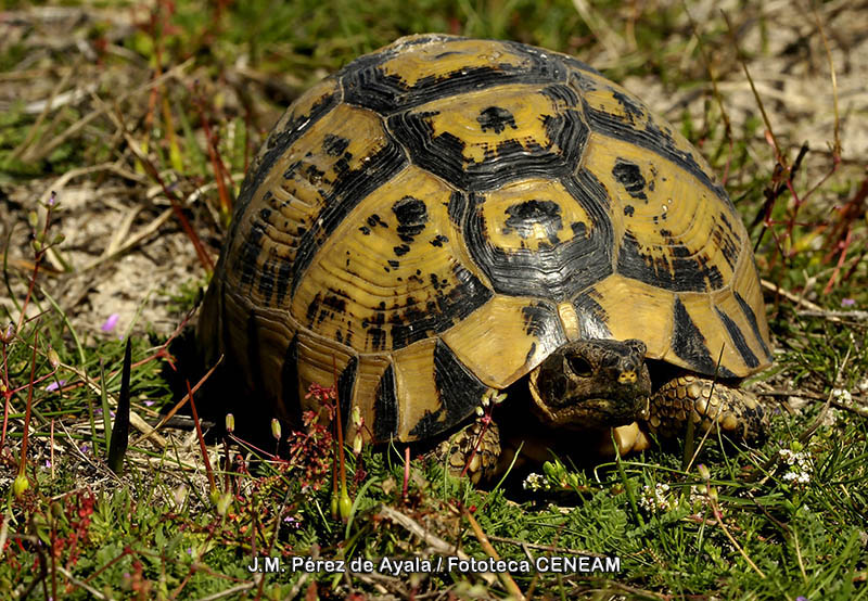 Testudo graeca Linnaeus, 1758