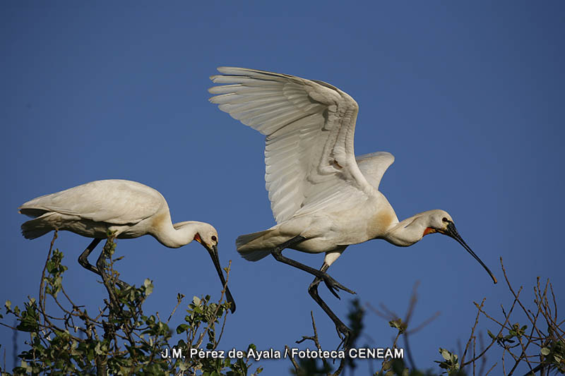 Platalea leucorodia Linnaeus, 1758