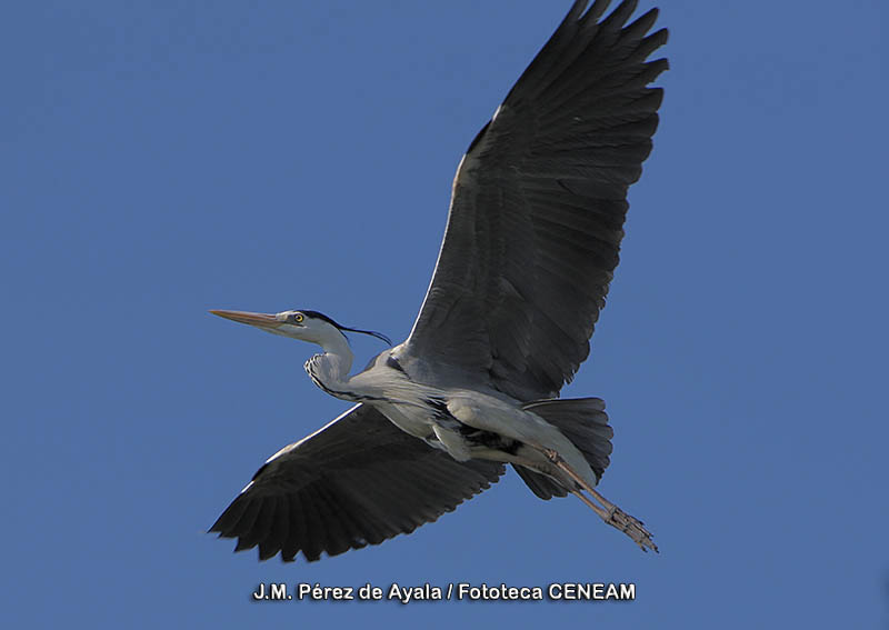 Ardea cinerea Linnaeus, 1758