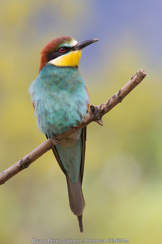 Merops apiaster Linnaeus, 1758