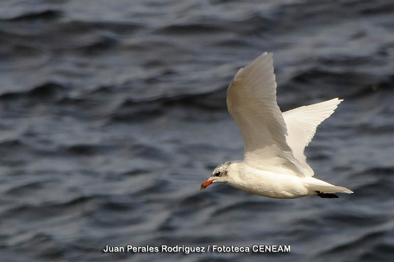 Larus melanocephalus Temminck, 1820