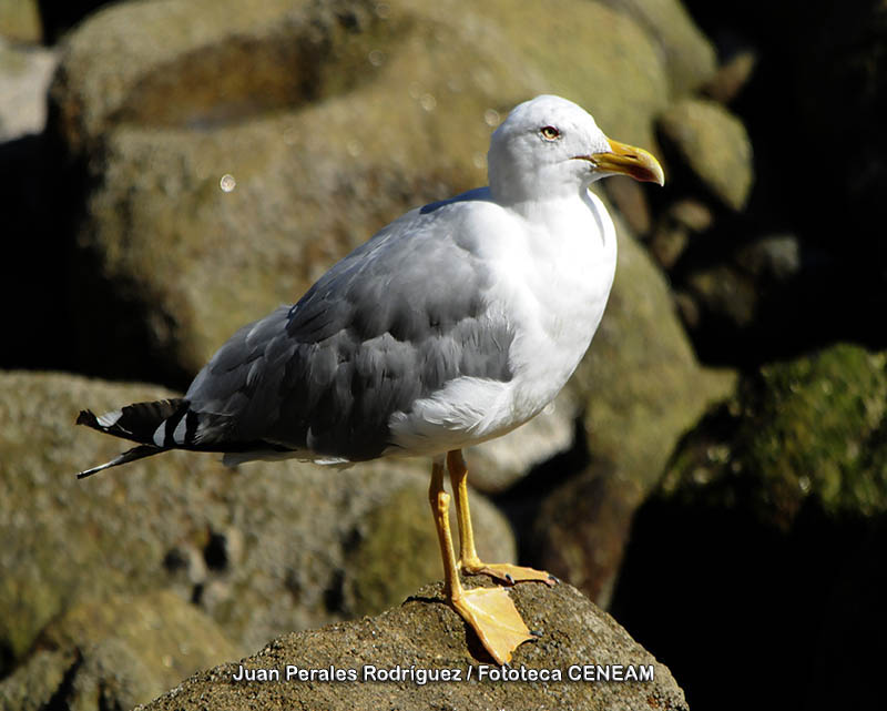 Larus michahellis J.F. Naumann, 1840