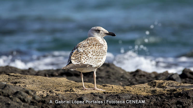 Larus marinus Linnaeus, 1758