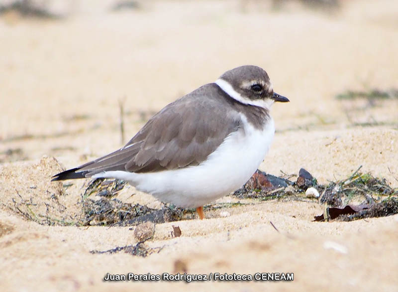 Charadrius hiaticula Linnaeus, 1758