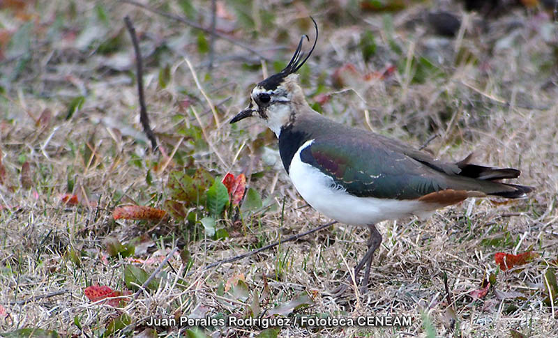 Vanellus vanellus (Linnaeus, 1758)