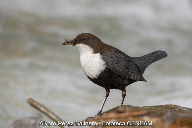 Cinclus cinclus (Linnaeus, 1758)