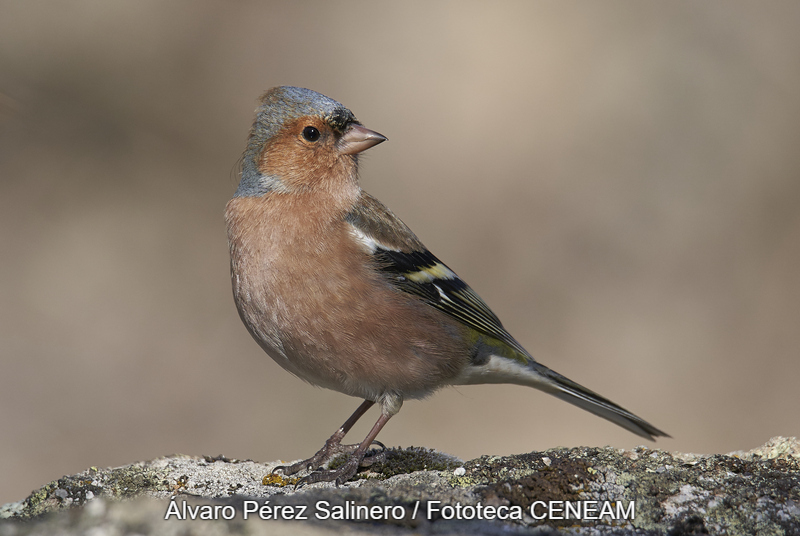 Fringilla coelebs Linnaeus, 1758