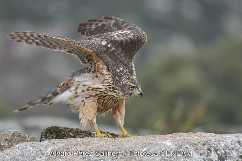 Accipiter gentilis (Linnaeus, 1758)